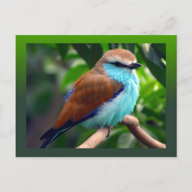 Carte Postale Oiseau coloré (Devant)