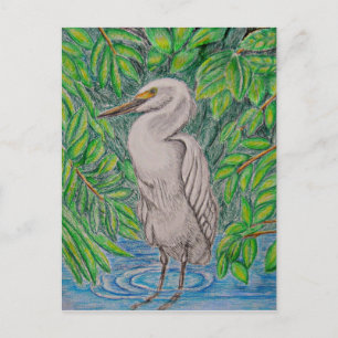 Carte Postale Oiseau d'aigrettes