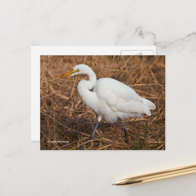 Carte Postale Oiseau d'aigrettes dans les roseaux (Devant/Arrière en situation)