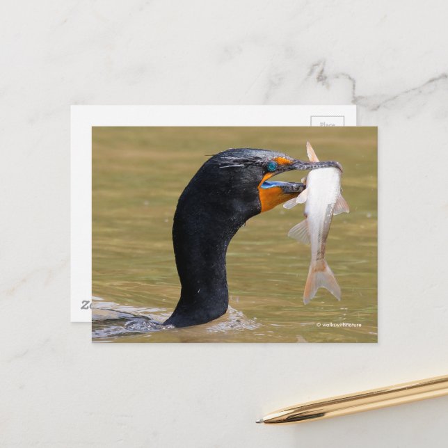 Carte Postale Oiseau de Cormorant à deux pattes étonnant avec du (Devant/Arrière en situation)