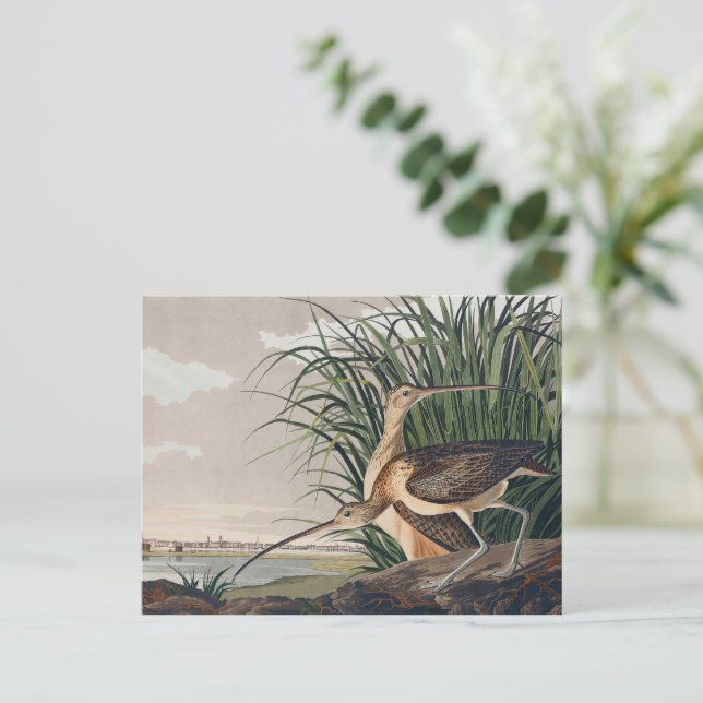 Carte Postale Oiseau de Courlis à long bec Audubon (Debout devant)