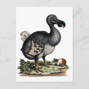 Carte Postale Oiseau de Dodo antique et cochon de Guinée