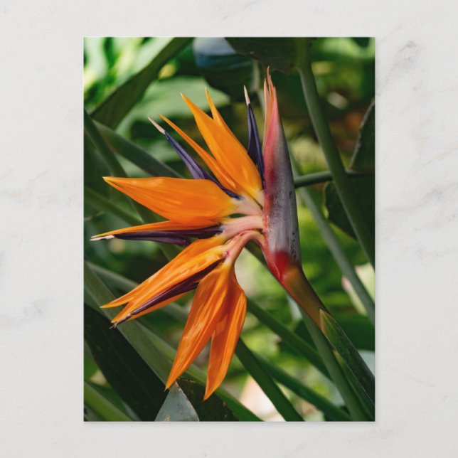 Carte Postale Oiseau de fleur de paradis. (Devant)