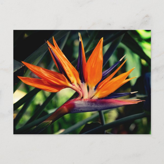 Carte Postale Oiseau de fleur de paradis. (Devant)