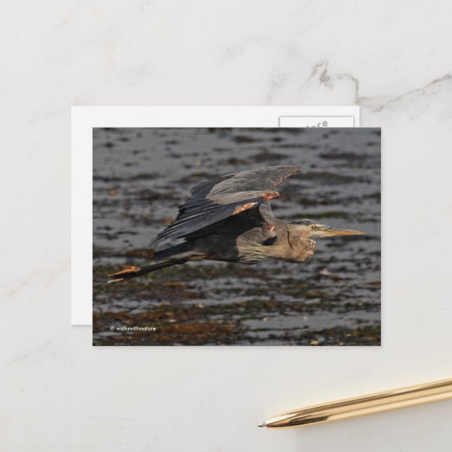 Carte Postale Oiseau de grand héron bleu en vol (Devant/Arrière en situation)