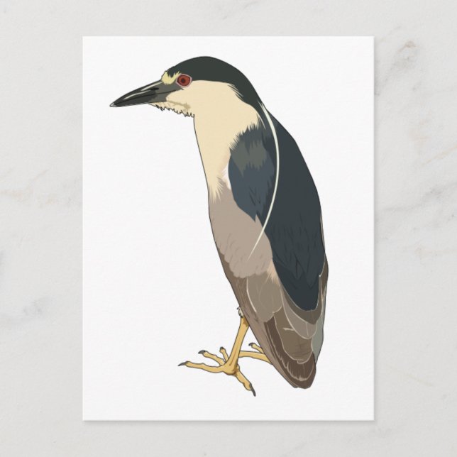 Carte Postale Oiseau de héros de nuit à couronne noire (Devant)