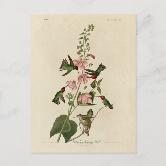 Carte Postale Oiseau de Humming - Oiseaux d'Audubon (Devant)