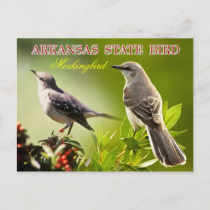 Carte Postale Oiseau de l'Arkansas - Mockingbird