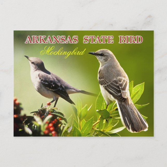 Carte Postale Oiseau de l'Arkansas - Mockingbird (Devant)