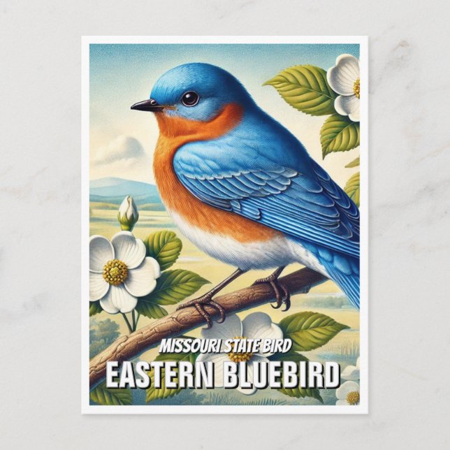 Carte Postale Oiseau de l'Est du Missouri (Devant)