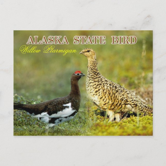 Carte Postale Oiseau de l'état de l'Alaska - Ptarmigan à saule (Devant)