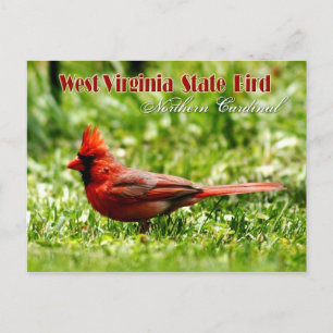 Carte Postale Oiseau de l'État de Virginie-Occidentale - Cardina