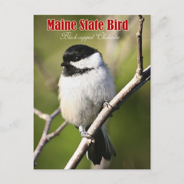 Carte Postale Oiseau de l'État du Maine - Bécasseau à capuchon n (Devant)