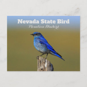 Carte Postale Oiseau de l'État du Nevada