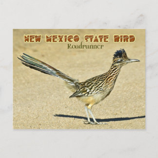 Carte Postale Oiseau de l'État du Nouveau-Mexique : coureur de r