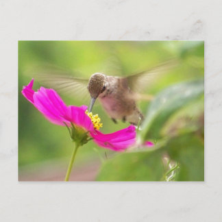 Carte Postale Oiseau de mer Faune Animale Flore