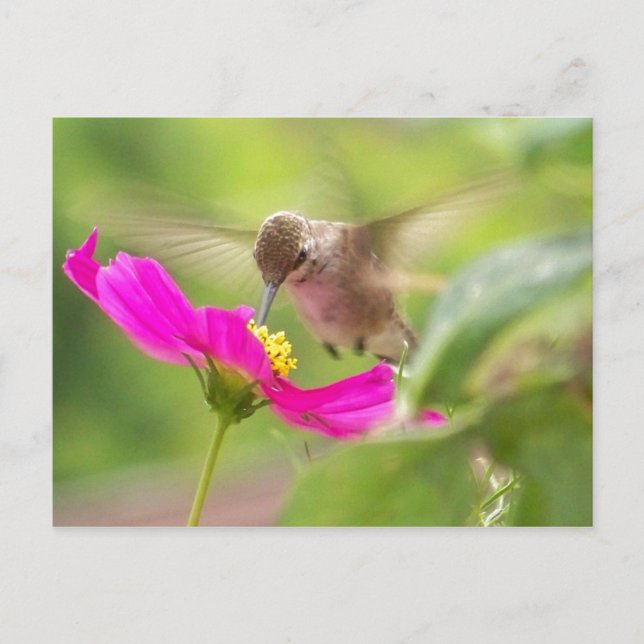 Carte Postale Oiseau de mer Faune Animale Flore (Devant)