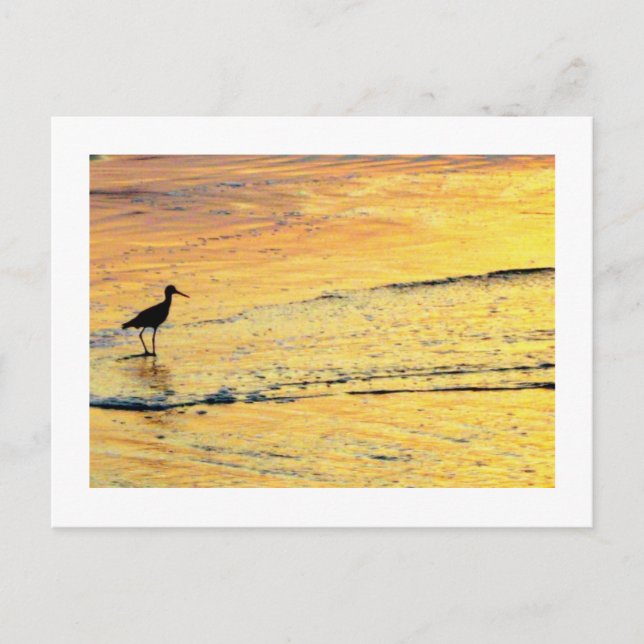 Carte Postale Oiseau de mer pour voir le lever du soleil (Devant)