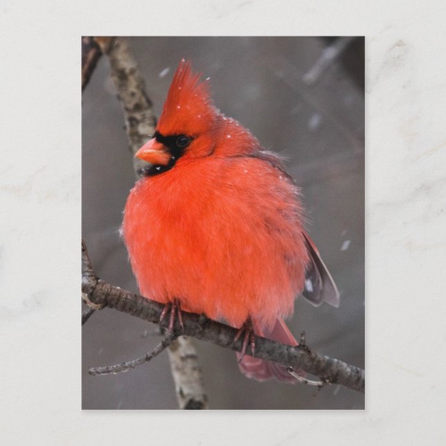 Carte Postale Oiseau de neige (Devant)