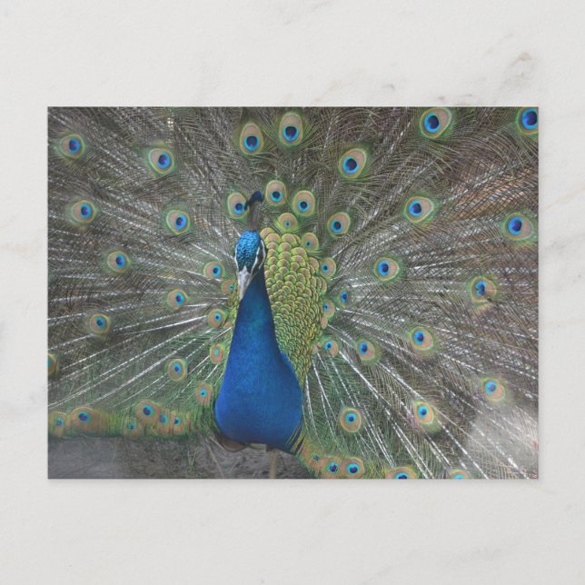 Carte Postale Oiseau de paon (Devant)