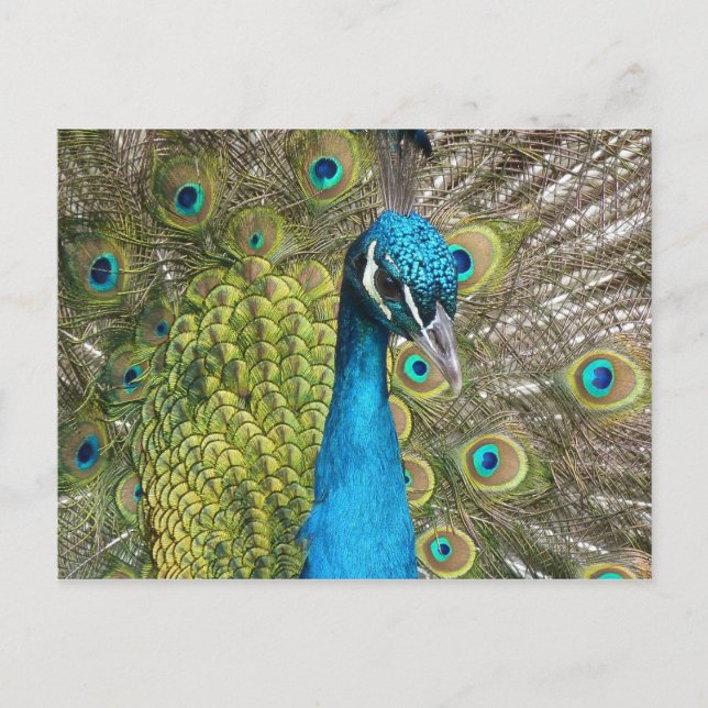 Carte Postale Oiseau de paon avec de belles plumes (Devant)