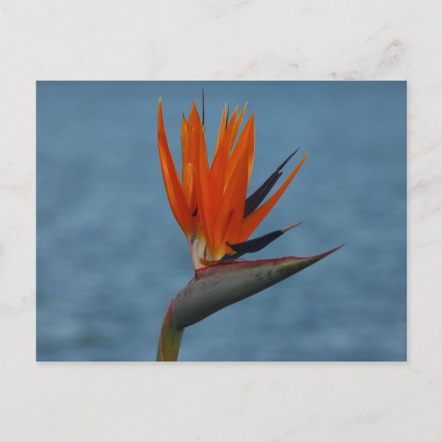 Carte Postale oiseau de paradis (Devant)