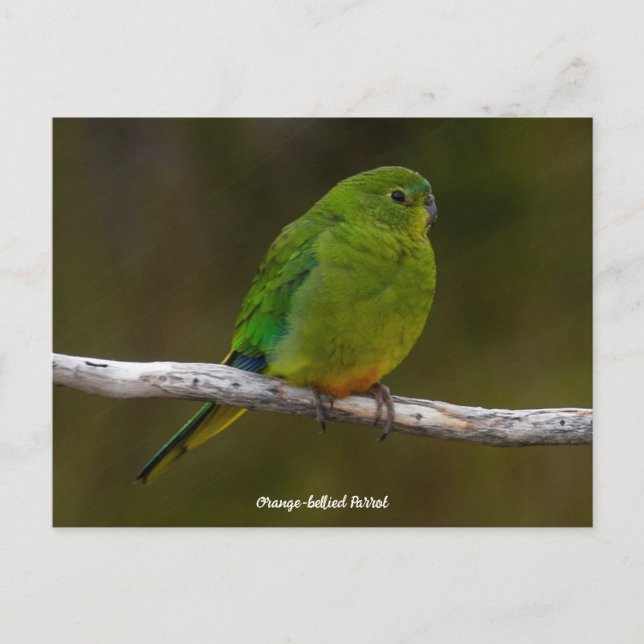 Carte Postale Oiseau de perroquet à ventre orange rare Australie (Devant)