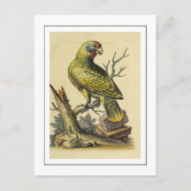 Oiseau de perroquet vintage à queue rouge