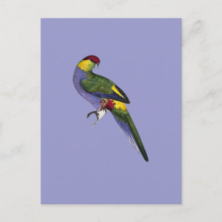 Carte Postale Oiseau de perruches rouges