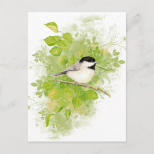 Carte Postale Oiseau de poulet mou dans le peuplier