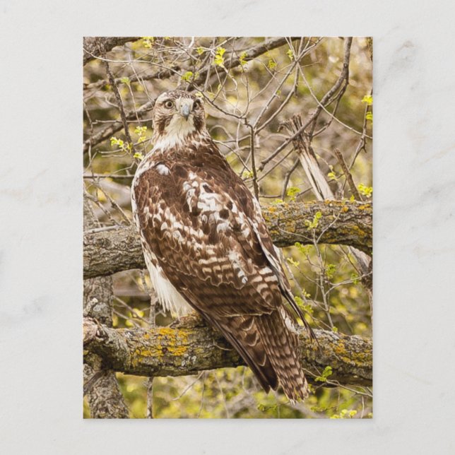 Carte Postale Oiseau de Prey (Devant)