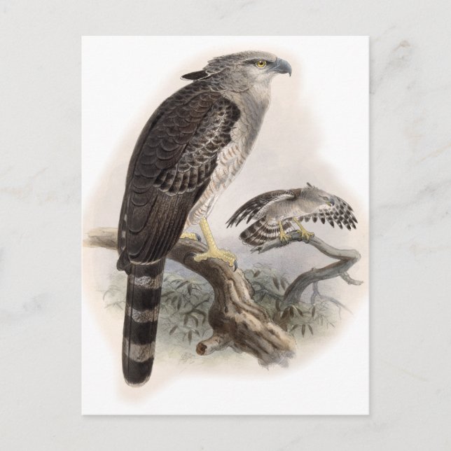 Carte Postale Oiseau de Prey (Devant)