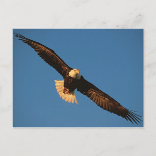 Carte Postale Oiseau de Prey, Aigle de Bald en vol, Kachemak