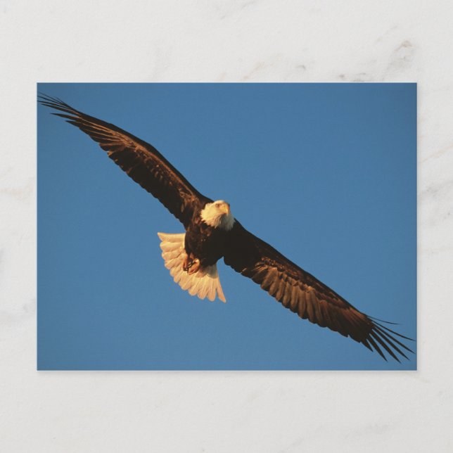 Carte Postale Oiseau de Prey, Aigle de Bald en vol, Kachemak (Devant)