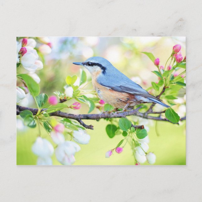 Carte Postale Oiseau de printemps bleu avec fleur rose (Devant)
