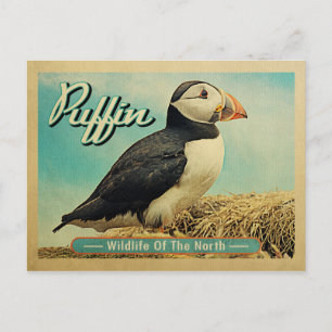 Carte postale Oiseau de Puffin - Faune du Nord