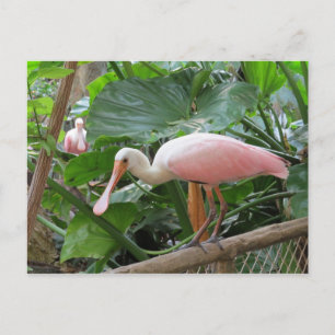 Carte Postale Oiseau de spatule rose