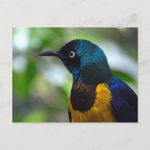 Carte Postale Oiseau de Starling à poitrine dorée