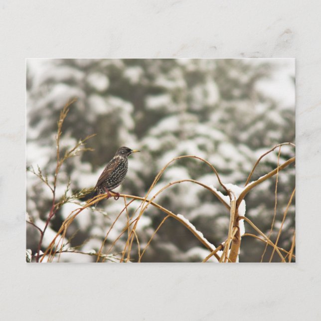 Carte Postale Oiseau de Starling dans la neige (Devant)