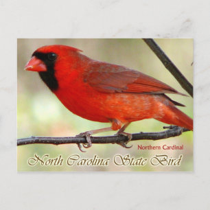 Carte Postale Oiseau d'État de Caroline du Nord - Cardinal du No
