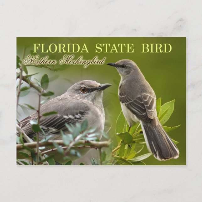 Carte Postale Oiseau d'État de Floride - Mockingbird (Devant)