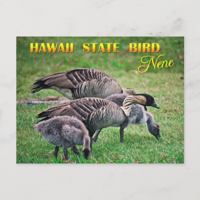 Carte Postale Oiseau d'État de Hawaii - Nene ou Oie hawaïenne (Devant)