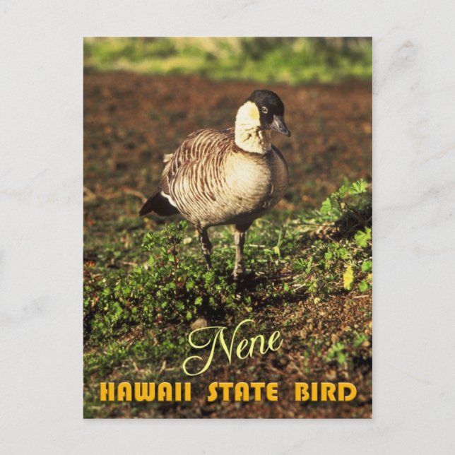 Carte Postale Oiseau d'État de Hawaii - Nene ou Oie hawaïenne (Devant)