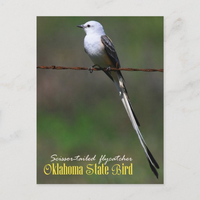 Carte Postale Oiseau d'État de l'Oklahoma : Capteur à ciseaux (Devant)