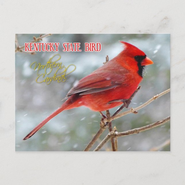 Carte Postale Oiseau d'État du Kentucky - Cardinal du Nord (Devant)