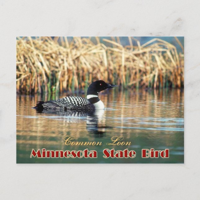 Carte Postale Oiseau d'État du Minnesota - Lot commun (Devant)