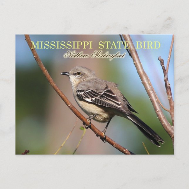 Carte Postale Oiseau d'État du Mississippi - Mockingbird du Nord (Devant)