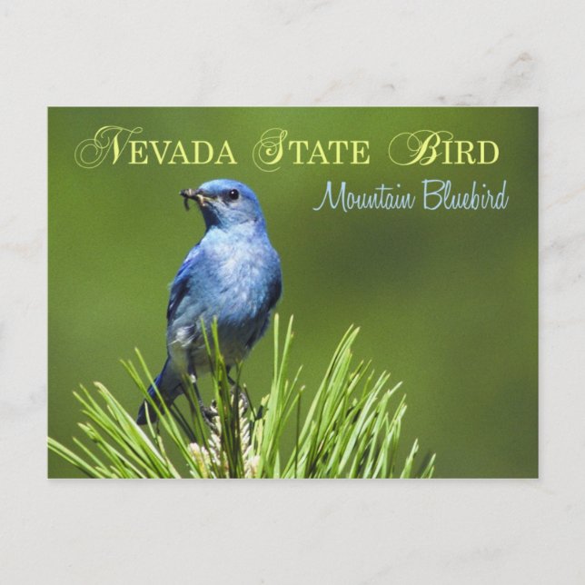 Carte Postale Oiseau d'état du Nevada - Oiseau bleu de montagne (Devant)