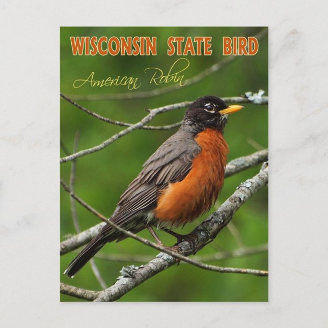 Carte Postale Oiseau d'État du Wisconsin - Robin américain (Devant)