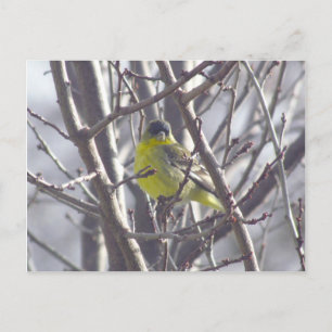 Carte postale - Oiseau d'hiver